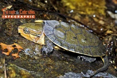 [INFOGRAPHIC] Loài rùa đầu to quý hiếm 'đi lạc' vào nhà dân ở Quảng Ngãi