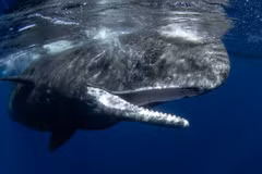 Cá nhà táng phát âm như người, chuyên gia giải mã sao?