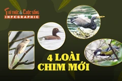 [INFOGRAPHIC] 4 loài chim mới phát hiện ở Phong Nha - Kẻ Bàng
