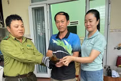 Quảng Ngãi thả rùa đầu to về tự nhiên: Loài quý hiếm, ưu tiên bảo vệ!