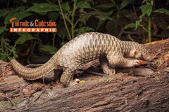 [INFOGRAPHIC] Tê tê Java - động vật quý hiếm trong Sách Đỏ Việt Nam