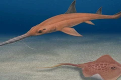 Phát hiện loài cá mập tiền sử mới hình lưỡi cưa độc đáo