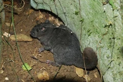 Thế giới ngỡ ngàng trước màn tái xuất thần kỳ của động vật