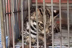 VQG Hoàng Liên tái thả nhiều động vật quý hiếm về tự nhiên