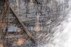 Độc lạ loài cá nhỏ 'leo' lên vách của thác nước thẳng đứng bằng... vây