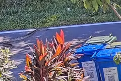  Quái thú giao tranh nảy lửa, camera ghi lại cảnh rùng mình