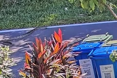  Quái thú giao tranh nảy lửa, camera ghi lại cảnh rùng mình