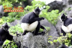 [INFOGRAPHIC] Voọc mông trắng "hồi sinh" tại Tràng An