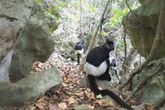Phát hiện loài voọc mông trắng cực kỳ nguy cấp tại Ninh Bình