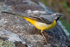 Bí ẩn loài chim chìa vôi ở Việt Nam với chiếc đuôi kỳ lạ