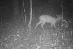 View - [INFOGRAPHIC] Loài dơi quạ quý hiếm nổi tiếng Việt Nam | Báo Tri thức và Cuộc sống - TIN TỨC PHỔ BIẾN KIẾN THỨC 24H