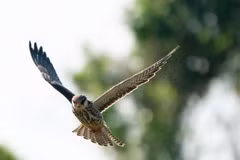 Loài chim di cư cực hiếm ghé thăm Hà Nội