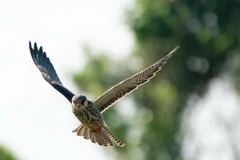 Loài chim di cư cực hiếm ghé thăm Hà Nội