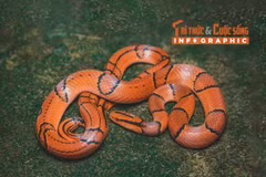 [INFOGRAPHIC] Loài rắn giống hệt rắn cạp nong nhưng không có nọc độc