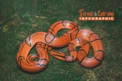 [INFOGRAPHIC] Loài rắn giống hệt rắn cạp nong nhưng không có nọc độc