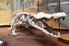 'Hồi sinh' loài cá sấu cổ đại ăn thịt cả khủng long