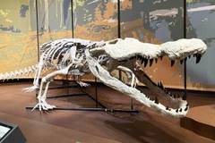 'Hồi sinh' loài cá sấu cổ đại ăn thịt cả khủng long