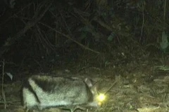 Bẫy ảnh phát hiện thỏ sọc Trường Sơn ở Khe Nước Trong