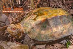 [INFOGRAPHIC] Loài rùa quý hiếm 'đi lạc' vào nhà dân Phong Nha