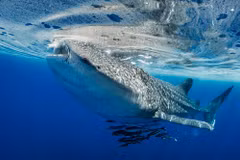 Lần đầu ghi nhận cá mập voi bơi từ quốc gia này sang quốc gia khác