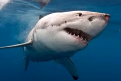 Australia đóng cửa một số bãi biển do lo sợ cá mập tấn công