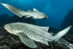 Những đặc điểm kỳ lạ của cá mập báo hoa mai ít người biết