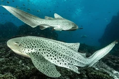 Những đặc điểm kỳ lạ của cá mập báo hoa mai ít người biết