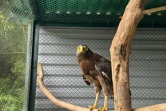 Diều hoa Miến Điện xuất hiện ở Quảng Trị quý hiếm cỡ nào?