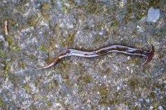 Texas "thất thủ" trước đội quân giun đầu búa kỳ dị sau mưa