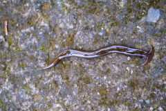 Texas "thất thủ" trước đội quân giun đầu búa kỳ dị sau mưa