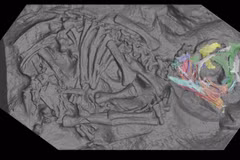 Bên trong trứng khủng long 200 triệu năm lộ bí ẩn đầy kinh ngạc