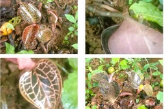 Loài lan mới phát hiện tại Thanh Hóa quý hiếm thế nào?