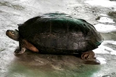 Rùa đầu đen nặng 5 kg bò vào rẫy ở Khánh Hòa sau lũ quý hiếm cỡ nào?