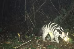  Bẫy ảnh phát hiện đàn động vật cực quý hiếm ở Vũ Quang