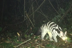  Bẫy ảnh phát hiện đàn động vật cực quý hiếm ở Vũ Quang