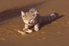  Loài mèo nhỏ nhất thế giới khiến rắn độc khiếp sợ