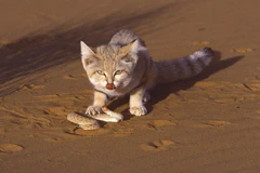  Loài mèo nhỏ nhất thế giới khiến rắn độc khiếp sợ