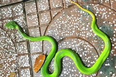 Rùng mình những lần rắn độc bò vào nhà dân