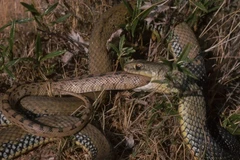 Rắn tiến hóa như thế nào để ăn thịt đồng loại?