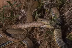 Rắn tiến hóa như thế nào để ăn thịt đồng loại?