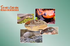 [INFOGRAPHIC] 5 loài động vật quý hiếm phân bố ở Việt Nam