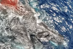 Cảnh tượng hiếm hoi, đàn cá nhà táng 'đỡ đẻ' cho đồng loại