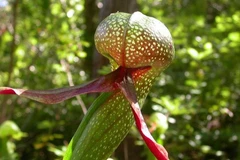 Thực vật 'sát thủ' đội lốt rắn hổ mang, bẫy mồi cực độc