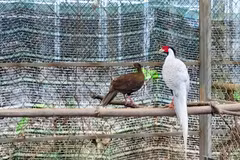 Khám phá “ngôi nhà” của gà lôi trắng và động vật quý ở Huế