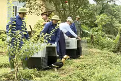 Thả nhiều động vật quý hiếm về rừng Phong Nha - Kẻ Bàng
