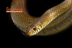 View - [INFOGRAPHIC] Loài rắn giống hệt rắn cạp nong nhưng không có nọc độc | Báo Tri thức và Cuộc sống - TIN TỨC PHỔ BIẾN KIẾN THỨC 24H