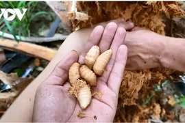 Vĩnh Long tăng cường kiểm soát, nghiêm cấm nhân nuôi và phát tán đuông dừa
