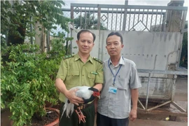 Một con gà lôi trắng tại TP HCM được giao về trạm cứu hộ