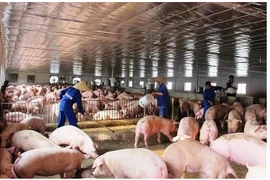 Giá heo hơi hạ nhiệt, lợi nhuận Dabaco đi lùi