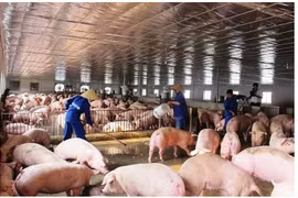 Giá heo hơi hạ nhiệt, lợi nhuận Dabaco đi lùi